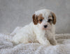 Cavapoo For Sale Sugarcreek, OH Male- Marshall