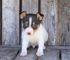 Toy Fox Terrier For Sale Millersburg, OH Male- Jasper