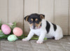 Jack Russell Terrier For Sale Millersburg, OH Female- Summer