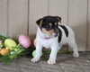 Jack Russell Terrier For Sale Millersburg, OH Female- Summer