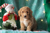 Mini F1BB Labradoodle For Sale Millersburg, OH Male- Zion