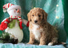 Mini F1BB Labradoodle For Sale Millersburg, OH Male- Zion