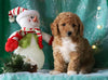 Mini F1BB Labradoodle For Sale Millersburg, OH Female- Zoe