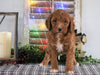 Medium F1BB Goldendoodle For Sale Millersburg, OH Female- Autumn