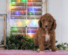 Medium F1BB Goldendoodle For Sale Millersburg, OH Female- Autumn