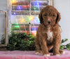 Medium F1BB Goldendoodle For Sale Millersburg, OH Female- Autumn