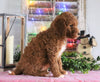 Medium F1BB Goldendoodle For Sale Millersburg, OH Female- Autumn
