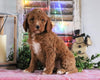 Medium F1BB Goldendoodle For Sale Millersburg, OH Female- Autumn