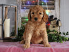 Medium F1BB Goldendoodle For Sale Millersburg, OH Female- Abrielle
