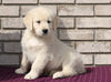 AKC Registered English Cream Golden Retriever For Sale Fredericksburg, OH Male- Kolson