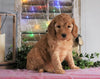 Medium F1BB Goldendoodle For Sale Millersburg, OH Female- Abrielle