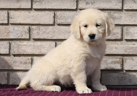 AKC Registered English Cream Golden Retriever For Sale Fredericksburg, OH Male- Kolson