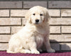 AKC Registered English Cream Golden Retriever For Sale Fredericksburg, OH Male- Koby
