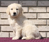 AKC Registered English Cream Golden Retriever For Sale Fredericksburg, OH Male- Koby