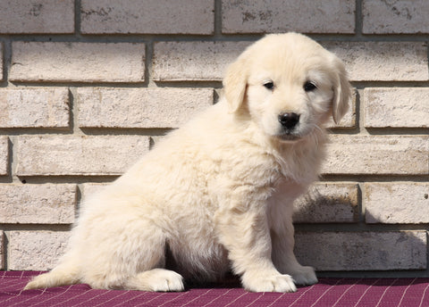 AKC Registered English Cream Golden Retriever For Sale Fredericksburg, OH Male- Konnor