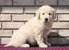 AKC Registered English Cream Golden Retriever For Sale Fredericksburg, OH Male- Konnor