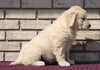 AKC Registered English Cream Golden Retriever For Sale Fredericksburg, OH Male- Konnor