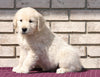 AKC Registered English Cream Golden Retriever For Sale Fredericksburg, OH Male- Konnor