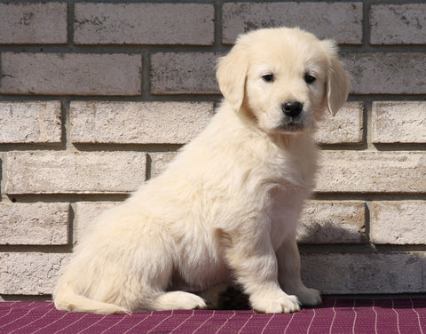 AKC Registered English Cream Golden Retriever For Sale Fredericksburg, OH Male- Karson