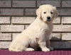 AKC Registered English Cream Golden Retriever For Sale Fredericksburg, OH Male- Karson
