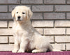 AKC Registered English Cream Golden Retriever For Sale Fredericksburg, OH Male- Karson