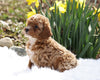 ACA Registered Miniature Poodle For Sale Millersburg, OH Female- Tulip