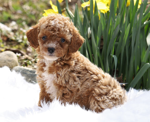 ACA Registered Miniature Poodle For Sale Millersburg, OH Female- Tulip