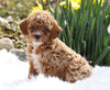 ACA Registered Miniature Poodle For Sale Millersburg, OH Female- Tulip