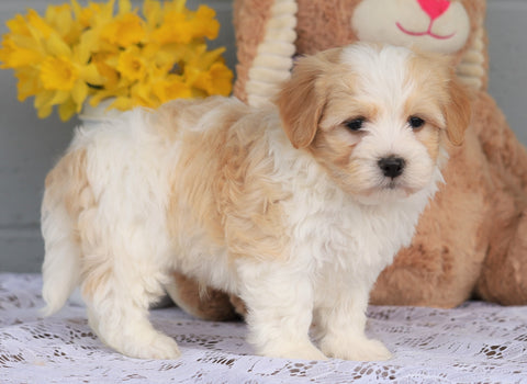 AKC Registered Havanese For Sale Baltic, OH Male- Arthur