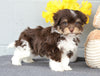 AKC Registered Havanese For Sale Baltic, OH Male- Chester