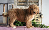 Medium F1BB Goldendoodle For Sale Millersburg, OH Male- Andre