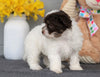 AKC Registered Havanese For Sale Baltic, OH Female- Isabelle