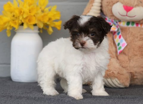 AKC Registered Havanese For Sale Baltic, OH Female- Isabelle