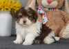 AKC Registered Havanese For Sale Baltic, OH Male- Marshall