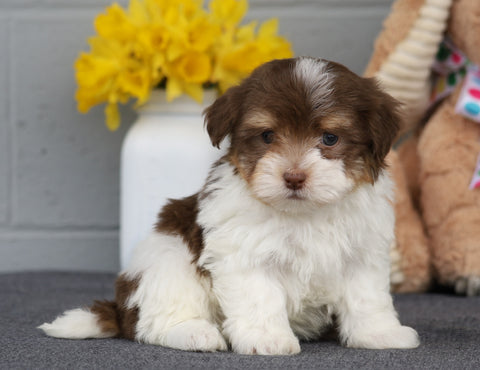 AKC Registered Havanese For Sale Baltic, OH Male- Marshall