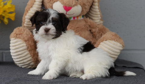 AKC Registered Havanese For Sale Baltic, OH Male- Sammy
