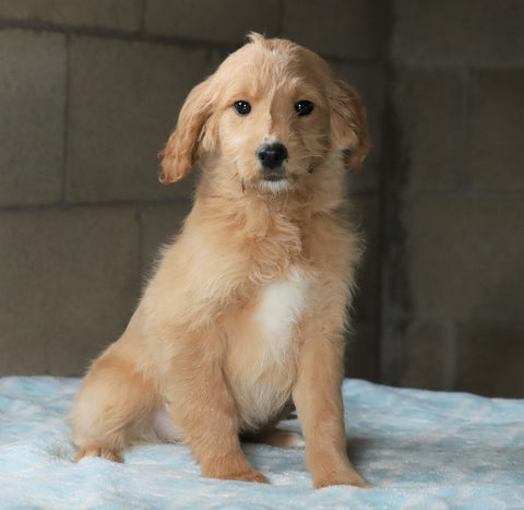 Mini Goldendoodle For Sale Millersburg, OH Female- Skye