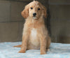 Mini Goldendoodle For Sale Millersburg, OH Female- Skye