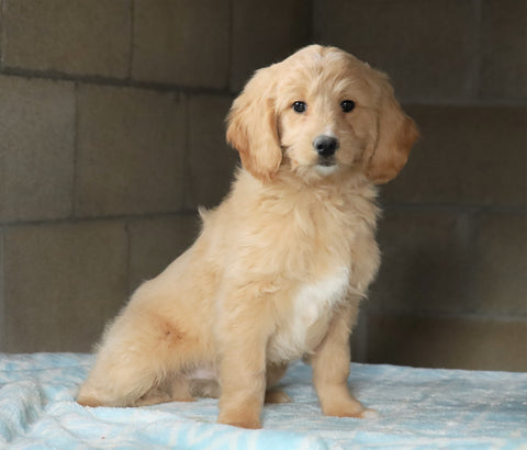 Mini Goldendoodle For Sale Millersburg, OH Male- Skipper
