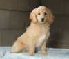 Mini Goldendoodle For Sale Millersburg, OH Male- Skipper