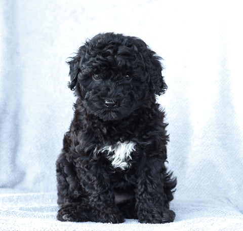 Mini Aussiedoodle For Sale Wooster, OH Female- Macey