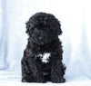 Mini Aussiedoodle For Sale Wooster, OH Female- Macey