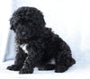 Mini Aussiedoodle For Sale Wooster, OH Female- Macey