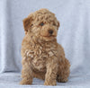 Mini Aussiedoodle For Sale Wooster, OH Male- Lincoln