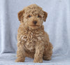 Mini Aussiedoodle For Sale Wooster, OH Male- Lincoln