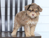 Mini F1B Aussiedoodle For Sale Wooster, OH Female- Hazel