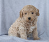 Mini Aussiedoodle For Sale Wooster, OH Female- Keesha