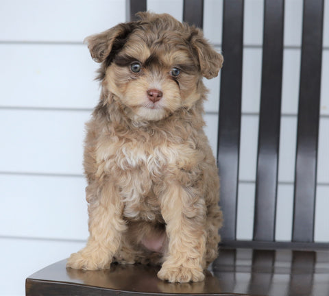 Mini F1B Aussiedoodle For Sale Wooster, OH Female- Hazel