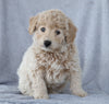Mini Aussiedoodle For Sale Wooster, OH Male- Dusty
