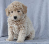 Mini Aussiedoodle For Sale Wooster, OH Male- Dusty